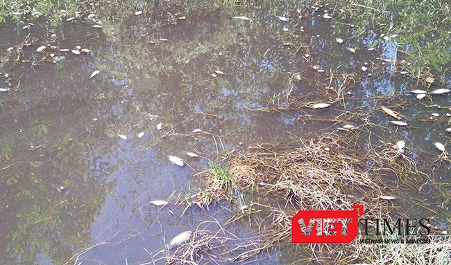 Quảng Nam, Chu Lai, Sô Đa, ô nhiễm, cá chết, Khu công nghiệp, thanh tra, môi trường, VietTimes