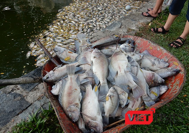 Đà Nẵng, cá chết, trắng hồ, công viên 29/3, ô nhiễm, bất thường, VietTimes