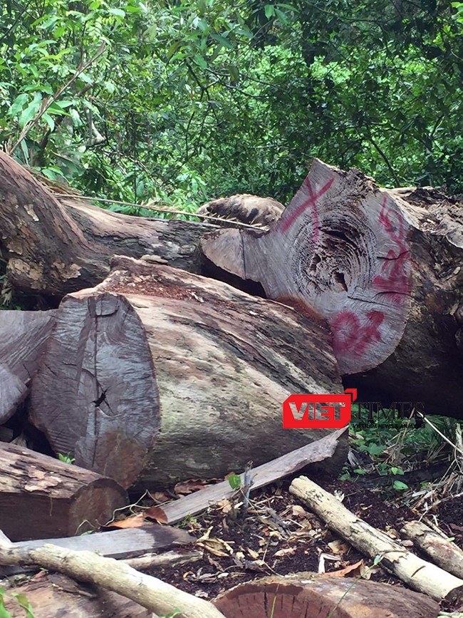 phá rừng, Sơn Trà, tiểu khu 63, Nhất Lâm Thuỷ Trang Trà, Khu bảo tồn thiên nhiên, Kiểm lâm, Bí thư Thành ủy, Đà Nẵng, khởi tố, hình sự