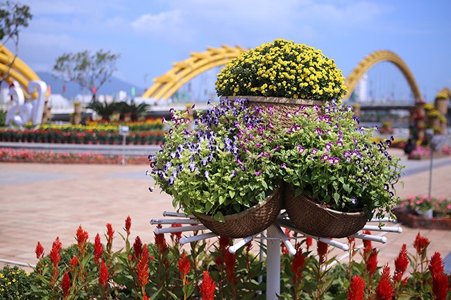 VietTimes, sáng 30 Tết, Đinh Dậu 2017, Đà Nẵng, đường hoa, Bạch Đằng