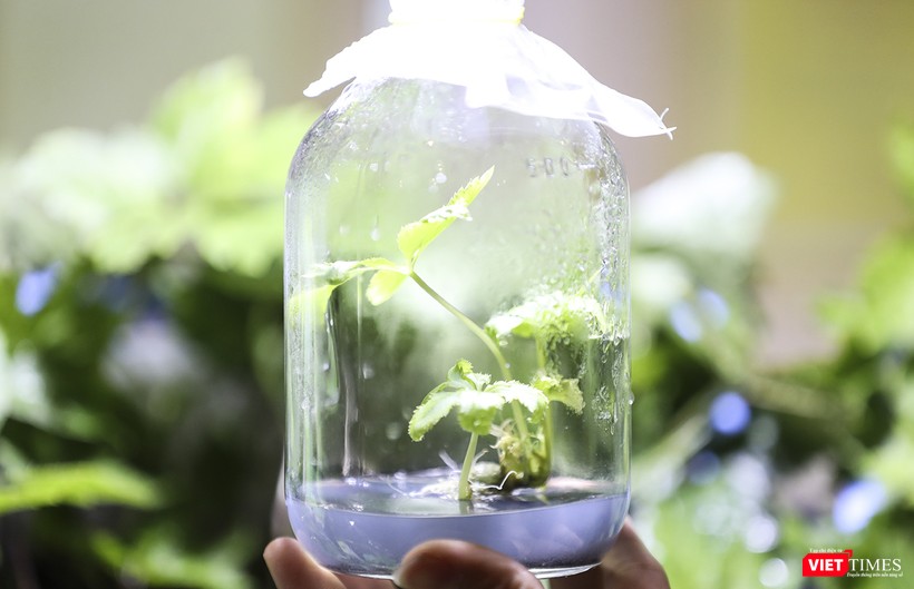 Cây Sâm Ngọc Linh được nhân giống bằng công nghệ nuôi cấy mô nhằm đáp ứng yêu cầu phát triển kinh tế vùng đồng bào dân tộc thiểu số