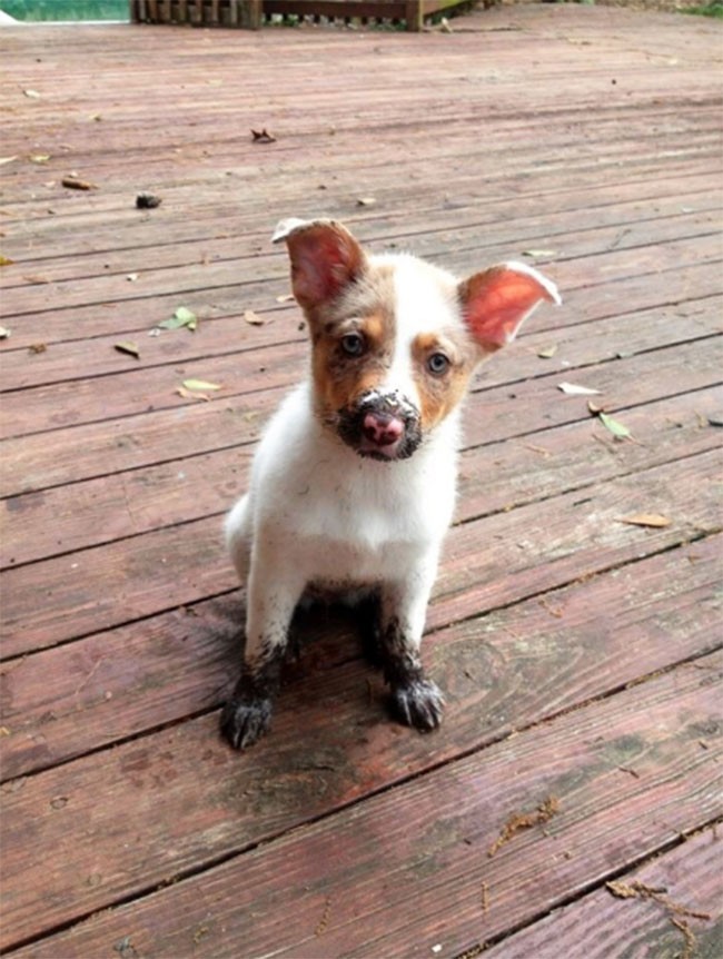 22 hình ảnh về động vật dễ gây nhầm tưởng nhất hệ mặt trời ảnh 14