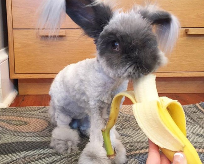 22 hình ảnh về động vật dễ gây nhầm tưởng nhất hệ mặt trời ảnh 18