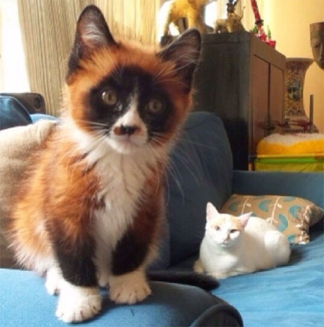 22 hình ảnh về động vật dễ gây nhầm tưởng nhất hệ mặt trời ảnh 19