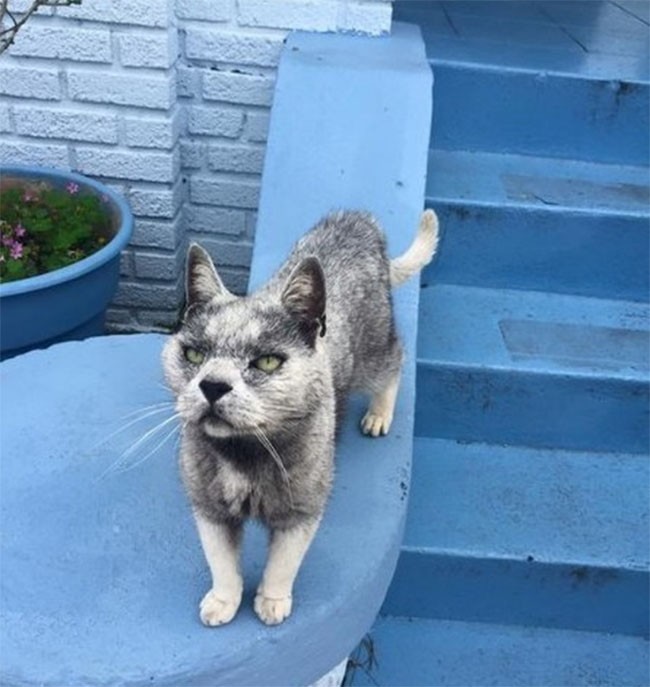 22 hình ảnh về động vật dễ gây nhầm tưởng nhất hệ mặt trời ảnh 5