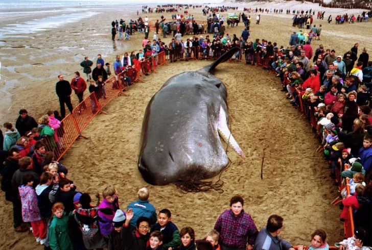 Cá voi chết vì ăn rác Cá voi chết vì ăn rác