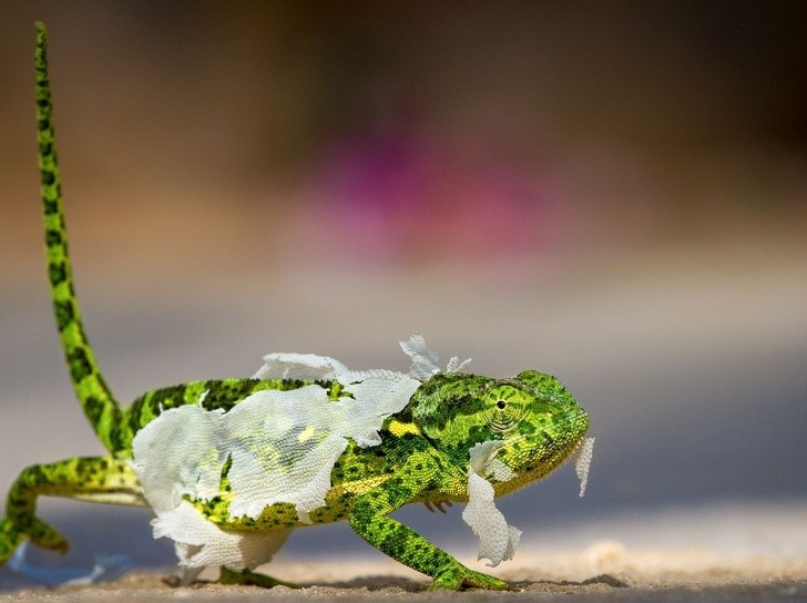 Những bức ảnh đẹp nhất năm 2018 do National Geographic bình chọn ảnh 8 Những bức ảnh đẹp nhất năm 2018 do National Geographic bình chọn ảnh 8