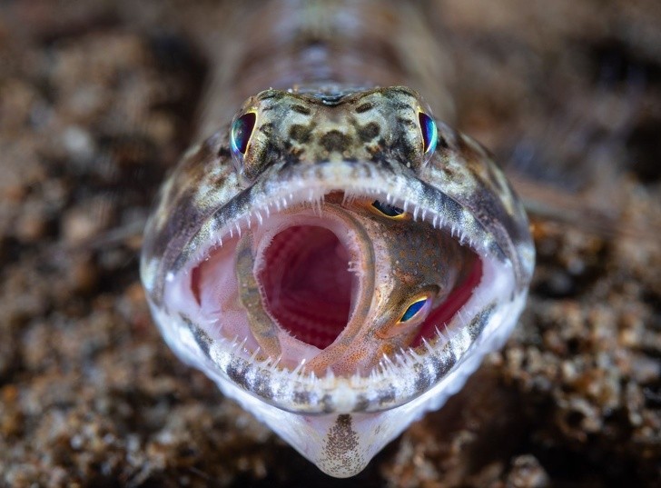 Những bức ảnh đẹp nhất năm 2018 do National Geographic bình chọn ảnh 9 Những bức ảnh đẹp nhất năm 2018 do National Geographic bình chọn ảnh 9