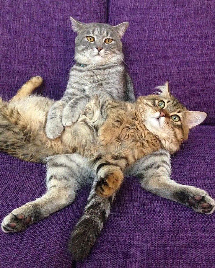 15 hình ảnh vui nhộn chứng minh mèo là diễn viên xuất sắc nhất  ảnh 20