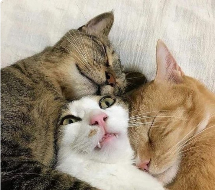 15 hình ảnh vui nhộn chứng minh mèo là diễn viên xuất sắc nhất  ảnh 1