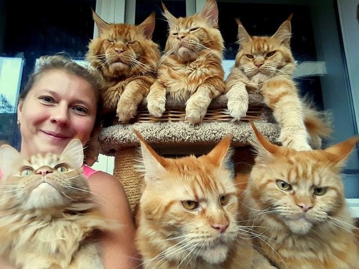 15 hình ảnh vui nhộn chứng minh mèo là diễn viên xuất sắc nhất  ảnh 4