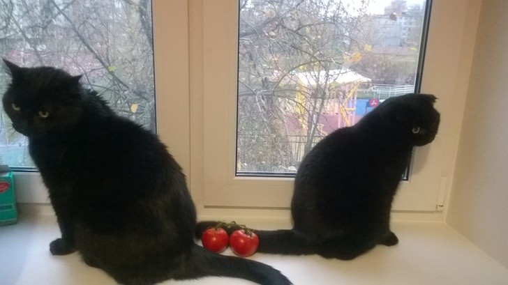 15 hình ảnh vui nhộn chứng minh mèo là diễn viên xuất sắc nhất  ảnh 11