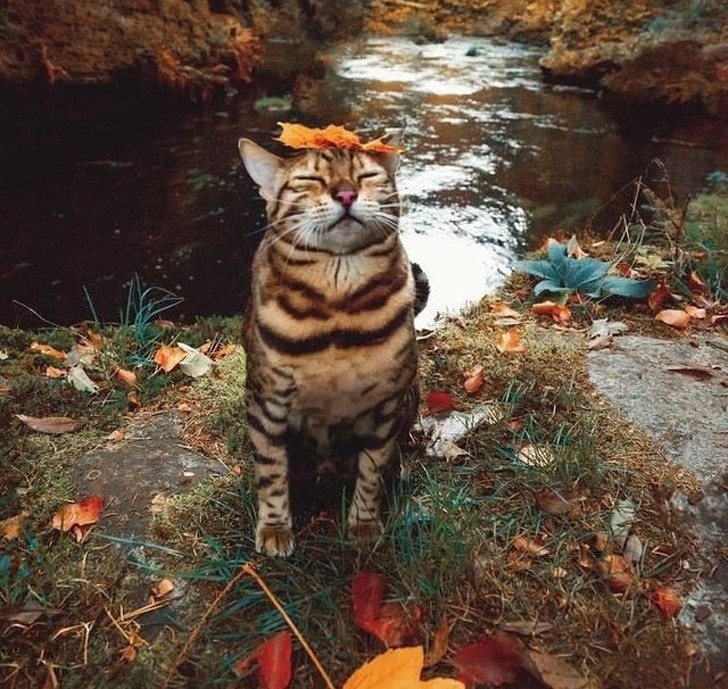 15 hình ảnh vui nhộn chứng minh mèo là diễn viên xuất sắc nhất  ảnh 6