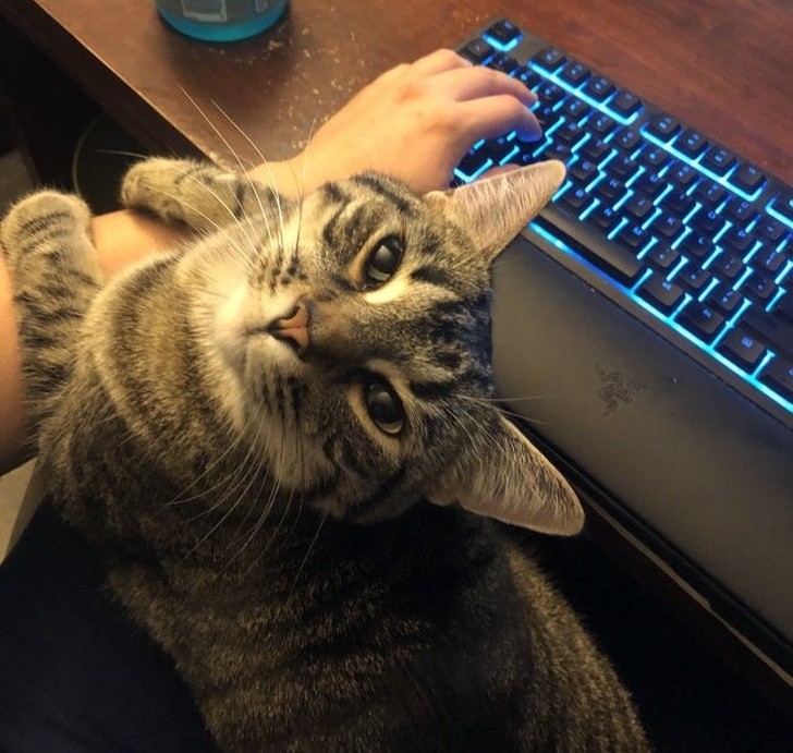 15 hình ảnh vui nhộn chứng minh mèo là diễn viên xuất sắc nhất  ảnh 3