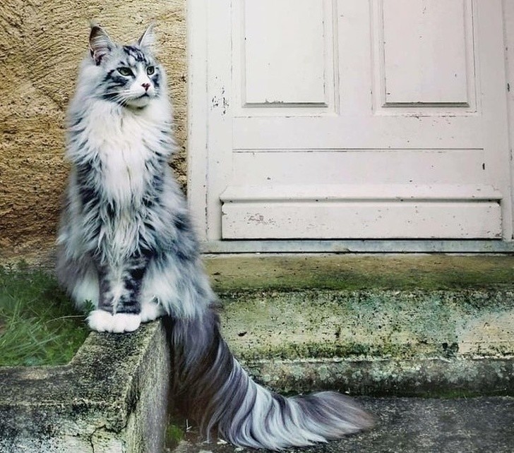 15 hình ảnh vui nhộn chứng minh mèo là diễn viên xuất sắc nhất  ảnh 2