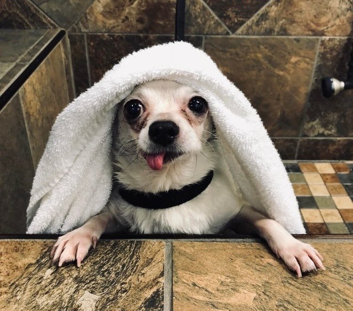 15 bức ảnh hài hước khiến cuộc sống của bạn tươi sáng hơn ảnh 12