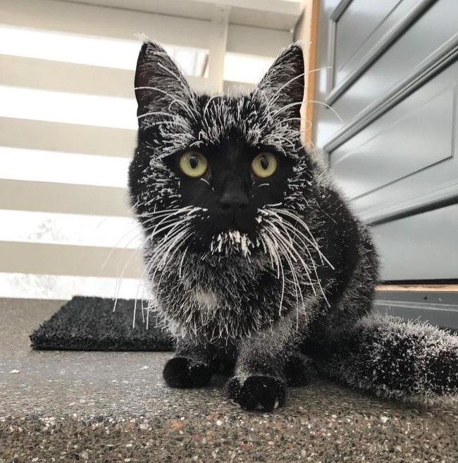 15 bức ảnh chứng minh mùa đông là một thách thức cực lớn ảnh 14