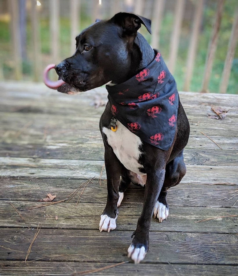 15 ảnh chụp động vật có khoảnh khắc hoàn hảo khiến bạn bối rối ảnh 7