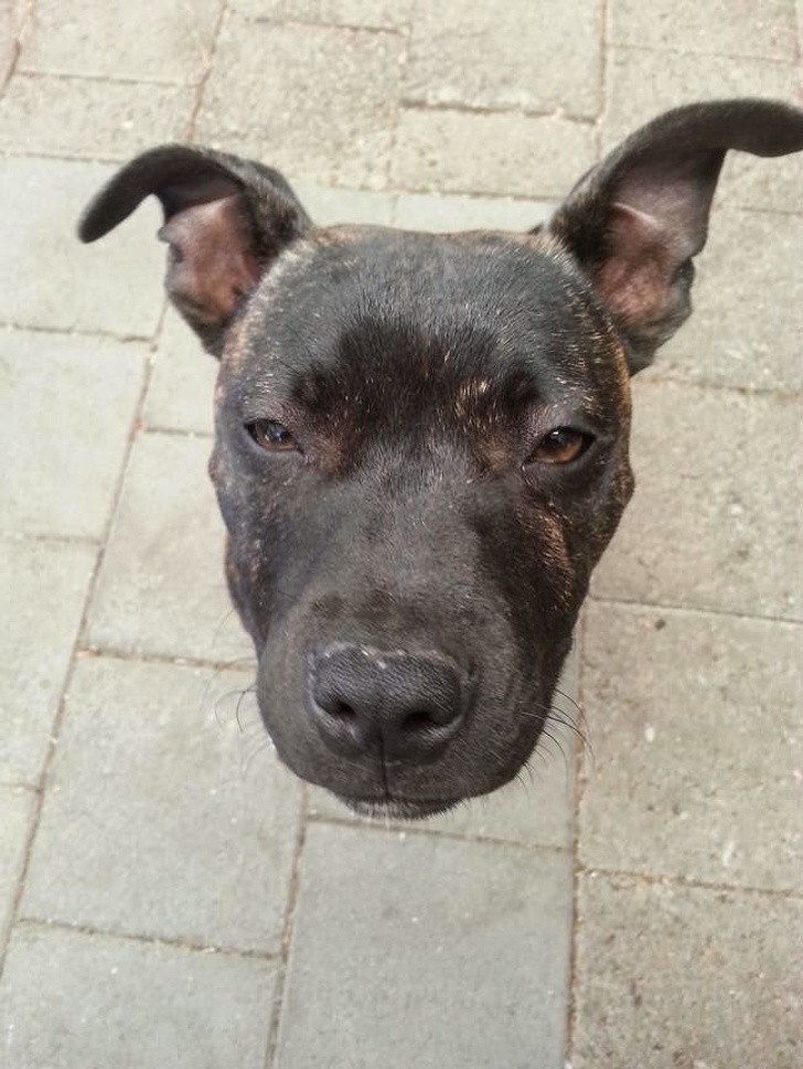 15 ảnh chụp động vật có khoảnh khắc hoàn hảo khiến bạn bối rối ảnh 10