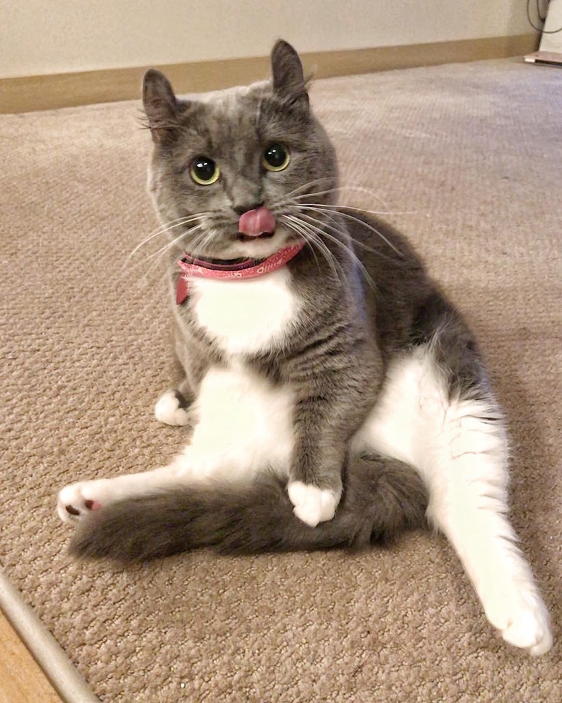 Chùm ảnh đáng yêu của loài mèo giúp bạn đánh bay mọi muộn phiền ảnh 10 Chùm ảnh đáng yêu của loài mèo giúp bạn đánh bay mọi muộn phiền ảnh 10