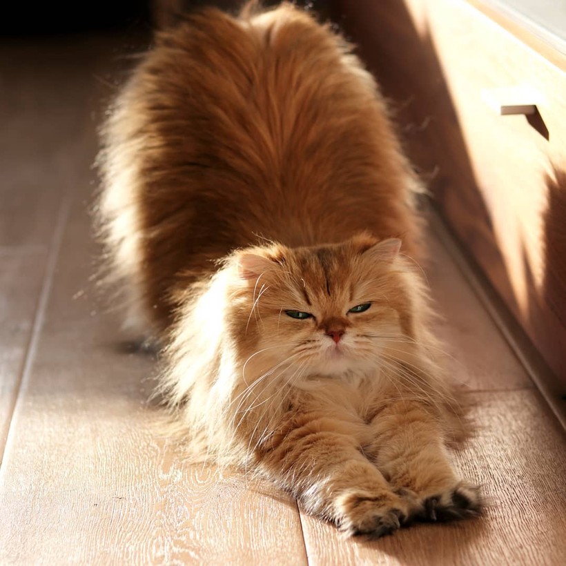 Chùm ảnh đáng yêu của loài mèo giúp bạn đánh bay mọi muộn phiền ảnh 11 Chùm ảnh đáng yêu của loài mèo giúp bạn đánh bay mọi muộn phiền ảnh 11