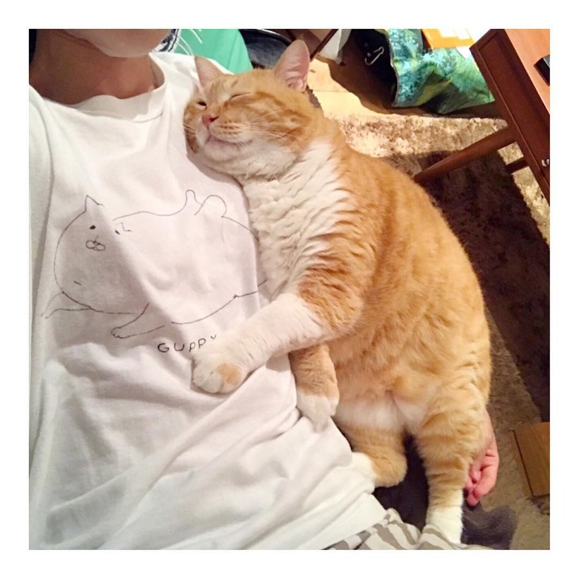 Chùm ảnh đáng yêu của loài mèo giúp bạn đánh bay mọi muộn phiền ảnh 13 Chùm ảnh đáng yêu của loài mèo giúp bạn đánh bay mọi muộn phiền ảnh 13