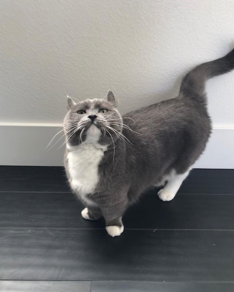 Chùm ảnh đáng yêu của loài mèo giúp bạn đánh bay mọi muộn phiền ảnh 14 Chùm ảnh đáng yêu của loài mèo giúp bạn đánh bay mọi muộn phiền ảnh 14