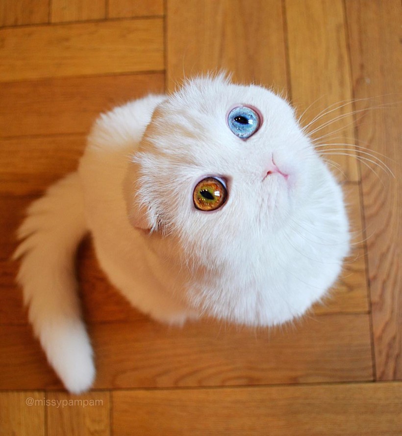 Chùm ảnh đáng yêu của loài mèo giúp bạn đánh bay mọi muộn phiền ảnh 15 Chùm ảnh đáng yêu của loài mèo giúp bạn đánh bay mọi muộn phiền ảnh 15