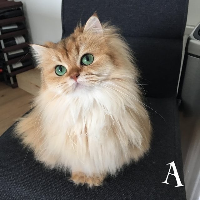 Chùm ảnh đáng yêu của loài mèo giúp bạn đánh bay mọi muộn phiền ảnh 3 Chùm ảnh đáng yêu của loài mèo giúp bạn đánh bay mọi muộn phiền ảnh 3