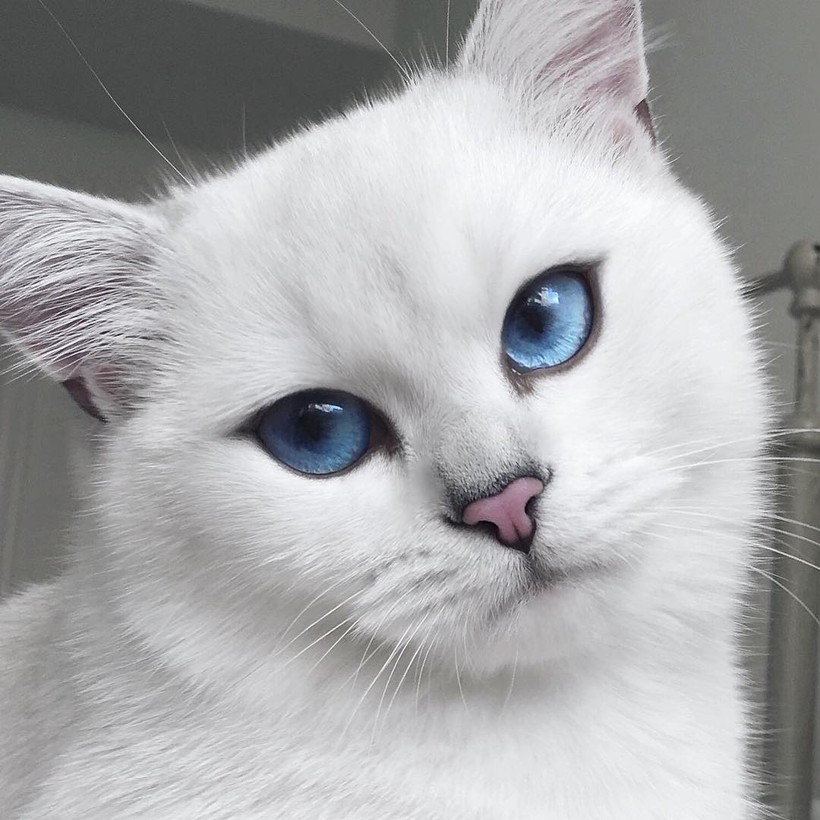 Chùm ảnh đáng yêu của loài mèo giúp bạn đánh bay mọi muộn phiền ảnh 5 Chùm ảnh đáng yêu của loài mèo giúp bạn đánh bay mọi muộn phiền ảnh 5