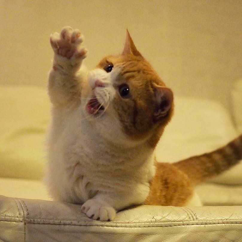 Chùm ảnh đáng yêu của loài mèo giúp bạn đánh bay mọi muộn phiền ảnh 6 Chùm ảnh đáng yêu của loài mèo giúp bạn đánh bay mọi muộn phiền ảnh 6