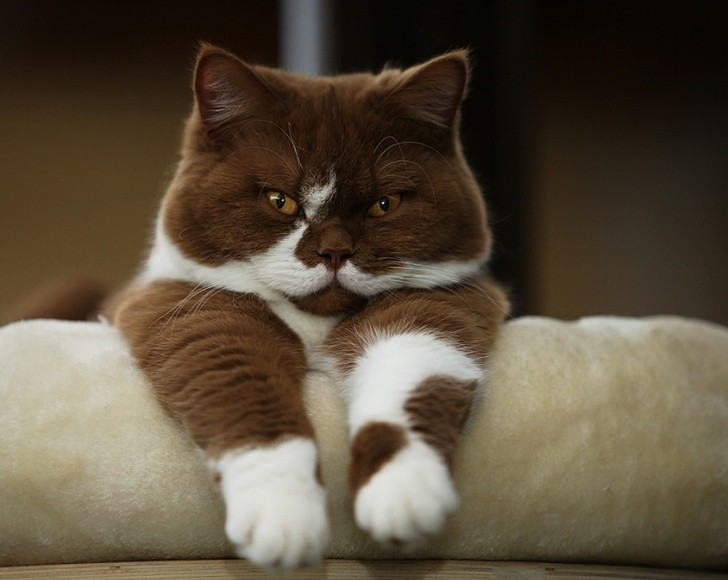 Chùm ảnh đáng yêu của loài mèo giúp bạn đánh bay mọi muộn phiền ảnh 1 Chùm ảnh đáng yêu của loài mèo giúp bạn đánh bay mọi muộn phiền ảnh 1