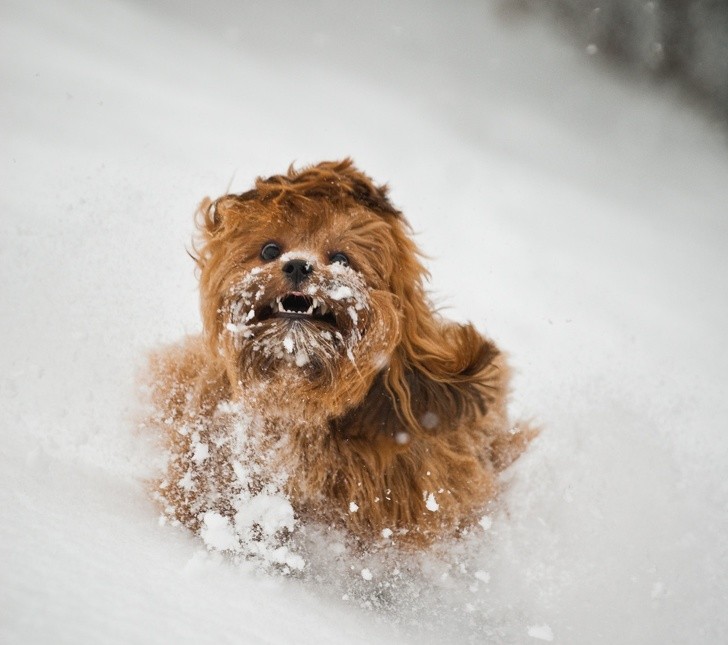 15 hình ảnh động vật trong mùa đông khiến trái tim ai cũng phải tan chảy  ảnh 10