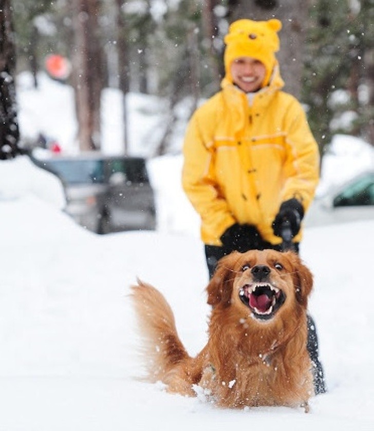 15 hình ảnh động vật trong mùa đông khiến trái tim ai cũng phải tan chảy  ảnh 6