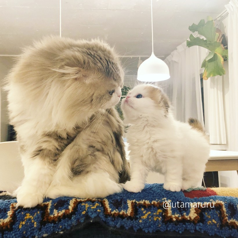 Chùm ảnh đáng yêu của loài mèo giúp bạn đánh bay mọi muộn phiền ảnh 9 Chùm ảnh đáng yêu của loài mèo giúp bạn đánh bay mọi muộn phiền ảnh 9