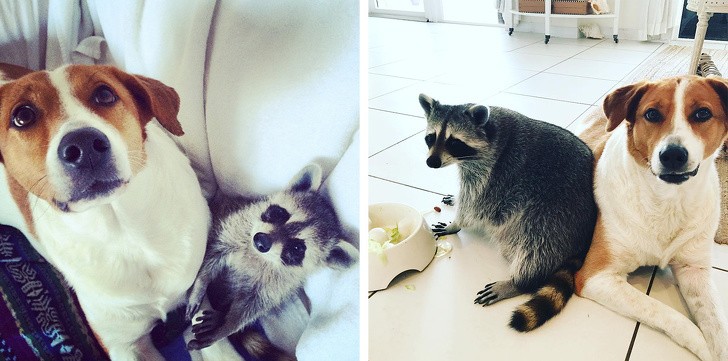 Chùm ảnh ngọt ngào của những cặp đôi thú cưng lớn lên cùng nhau ảnh 9 Chùm ảnh ngọt ngào của những cặp đôi thú cưng lớn lên cùng nhau ảnh 9