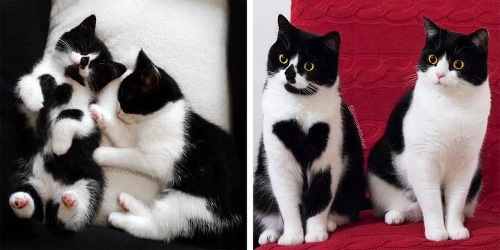 Chùm ảnh ngọt ngào của những cặp đôi thú cưng lớn lên cùng nhau ảnh 8 Chùm ảnh ngọt ngào của những cặp đôi thú cưng lớn lên cùng nhau ảnh 8