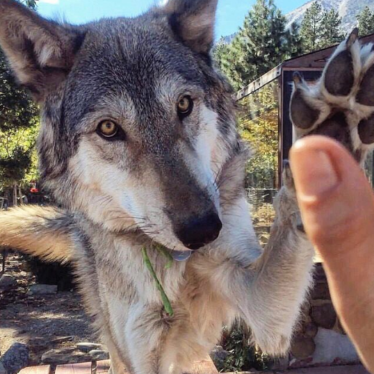 Nguồn: Bright Side