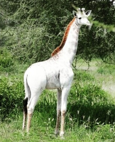 Nguồn: Bright Side