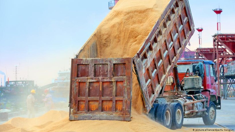 Việc thu mua nông sản Mỹ của Trung Quốc ảnh hưởng đến cuộc bầu cử ở Mỹ (Ảnh: Deutsche Wells).