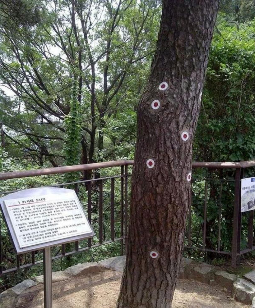 Vet dan tren cay o Nha Xanh.png