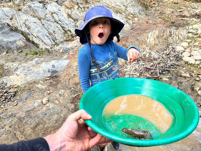 Tre nho cung dao.png