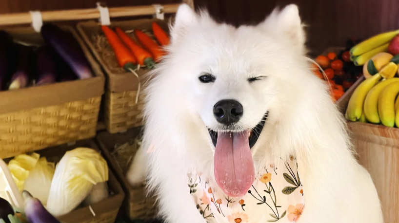 Chú chó Samoyed 2 tuổi, có tên là OK, có một "công việc" bán thời gian tại một quán cà phê dành cho chó (Ảnh: CNN)