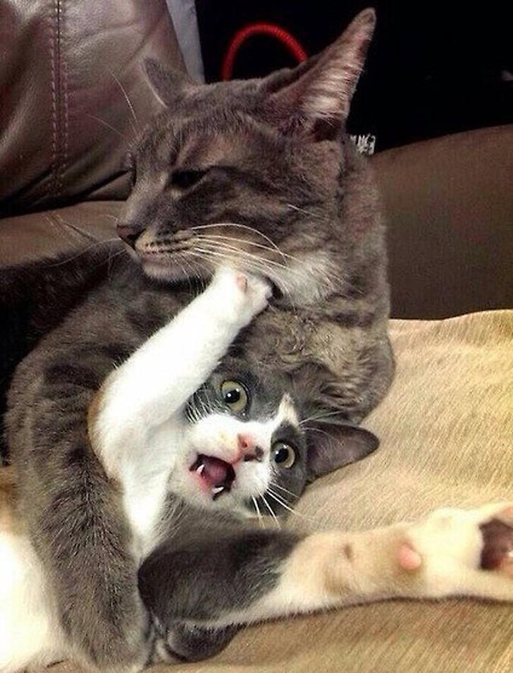 15 hình ảnh vui nhộn chứng minh mèo là diễn viên xuất sắc nhất  ảnh 17