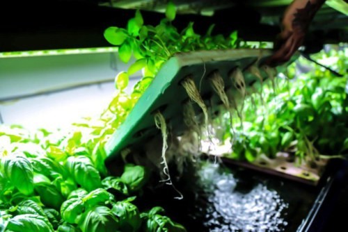 Trang trại trong nhà chạy bằng năng lượng Mặt Trời đầu tiên trên thế giới ảnh 1 Trang trại trong nhà chạy bằng năng lượng Mặt Trời đầu tiên trên thế giới - 2