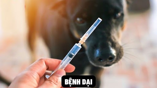Bệnh dại có thể phòng tránh được bằng việc tiêm vắc xin phòng dại 431967825_7295453557211916_891567793962330808_n.jpg