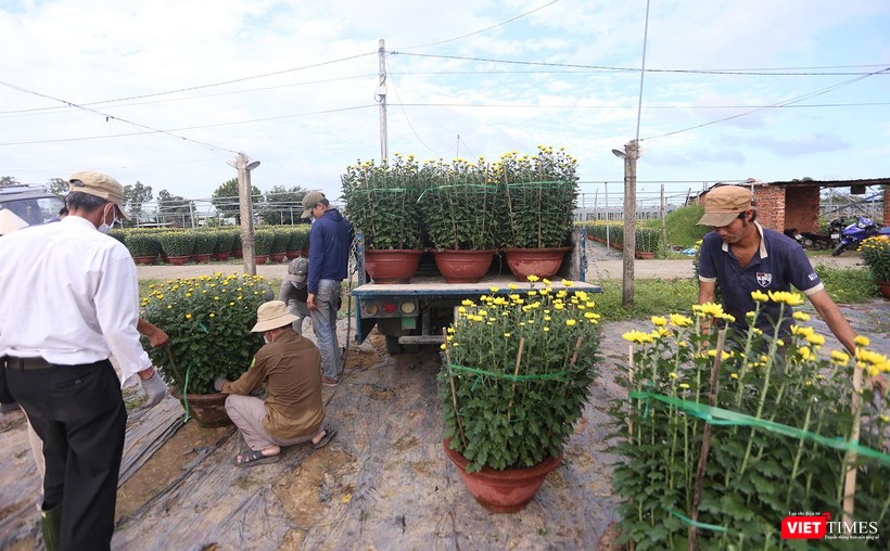 Thương lái đến mua hoa