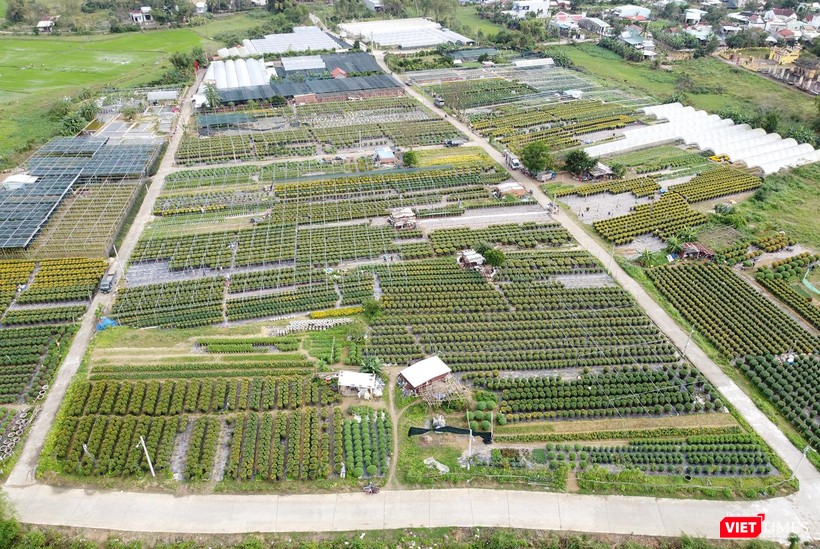 Toàn cảnh làng hoa Dương Sơn (xã Hòa Châu, huyện Hòa Vang, Đà Nẵng)