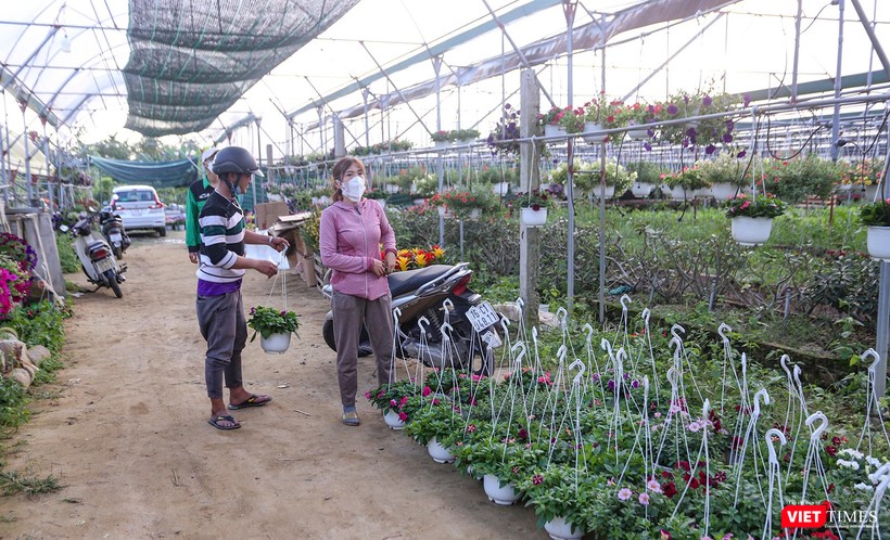 Người dân đến mua hoa về trang trí Tết