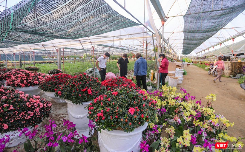 Đa dạng về chủng loại và màu sắc